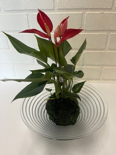 ANTHURIUM BOULE KOKEDAMA