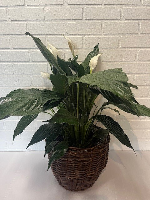 SPATHIPHYLLUM 8 POUCES (LYS DE PAIX)